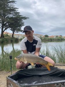 Common Carp