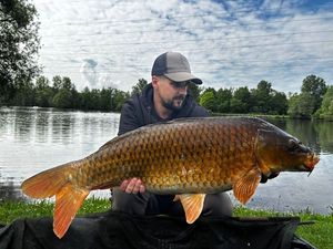 Common Carp