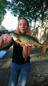 European Perch caught by Yo Mariani