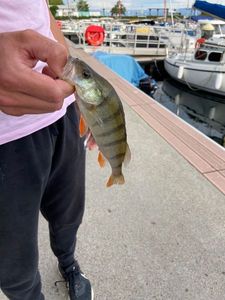 European Perch