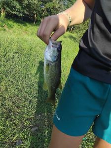Largemouth Bass