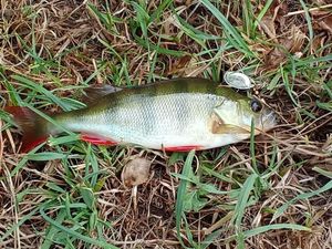 European Perch