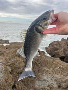 European Bass (Seabass)