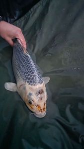 Koï Fish