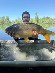 Mirror Carp