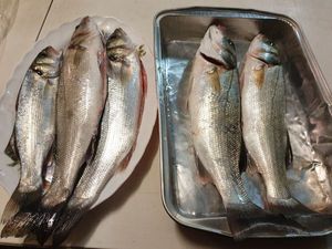 European Bass (Seabass)
