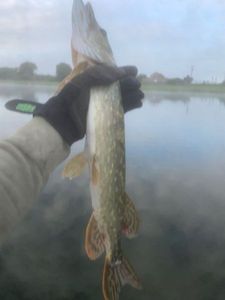 Northern Pike