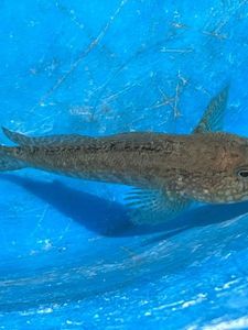 Greater Weever