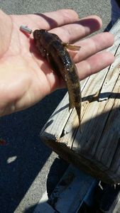 Giant Goby