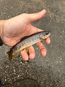 Brown Trout