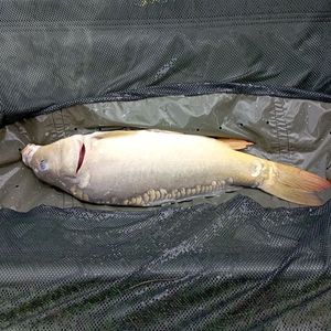 Leather Carp
