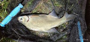 Common Bream