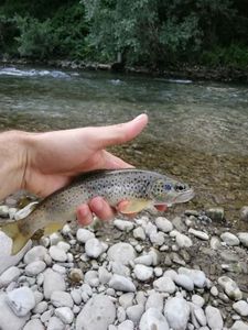 Brown Trout