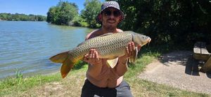 Common Carp