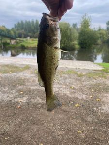 Largemouth Bass