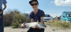 Thicklip Grey Mullet