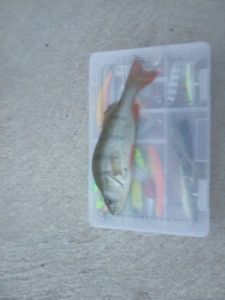 European Perch