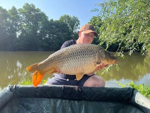 Common Carp