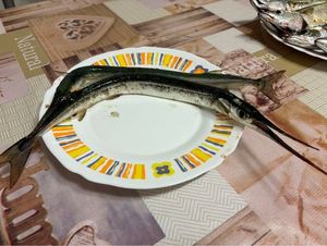 Garfish