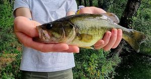 Largemouth Bass