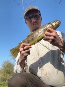 Brown Trout