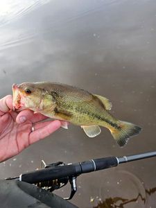 Largemouth Bass