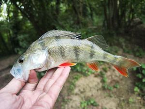 European Perch