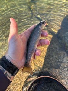 Brook Trout