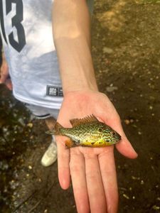 Green Sunfish