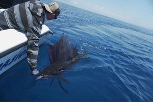 Pacific Sailfish