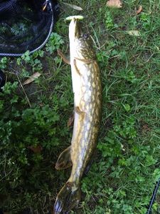 Northern Pike