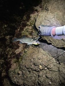 European Bass (Seabass)
