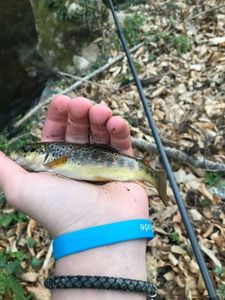 Brown Trout