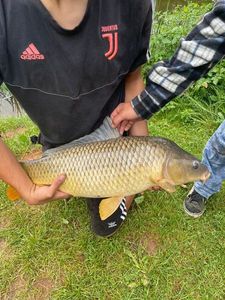 Common Carp