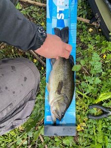 Largemouth Bass