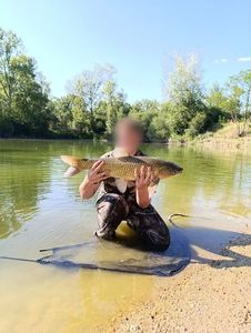 Grass Carp