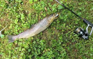 Brown Trout