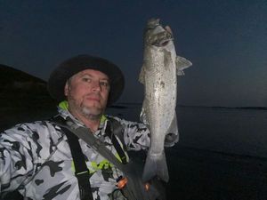 European Bass (Seabass)