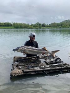 Sturgeon