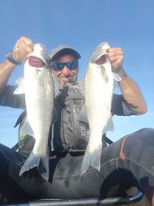 European Bass (Seabass)