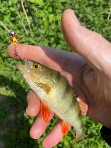 European Perch