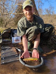 Brown Trout