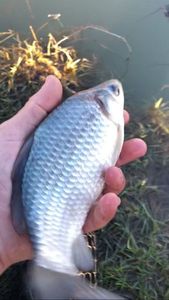Crucian Carp