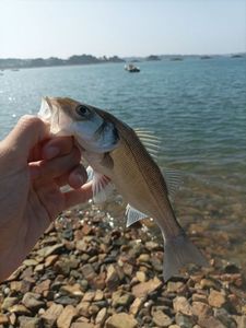 European Bass (Seabass)