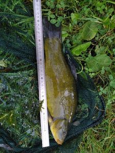 Tench