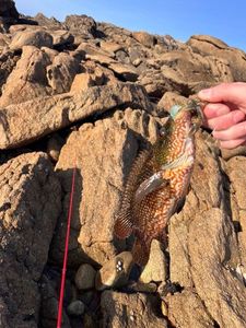 Ballan Wrasse