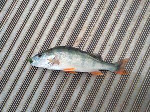European Perch