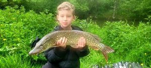 Northern Pike