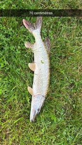 Northern Pike