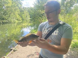 European Perch